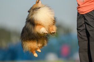 10092026DOG SPORTS
