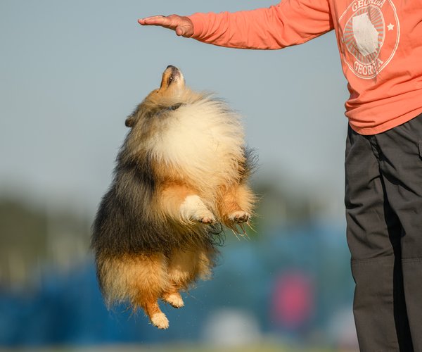 10092026DOG SPORTS
